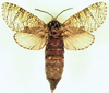 Prionoxystus macmurtrei