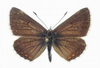 Aricia artaxerxes - Голубянка изменчивая
