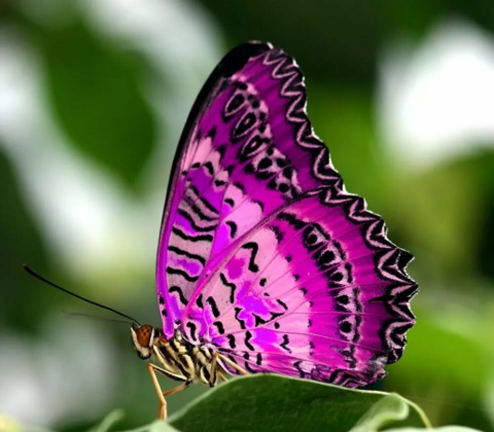 Бабочки. Из цикла экологических занятий о природе.