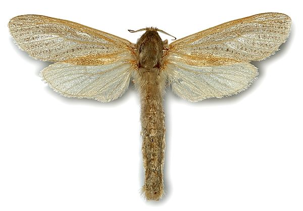 Phragmataecia castaneae - Сверлило камышовый