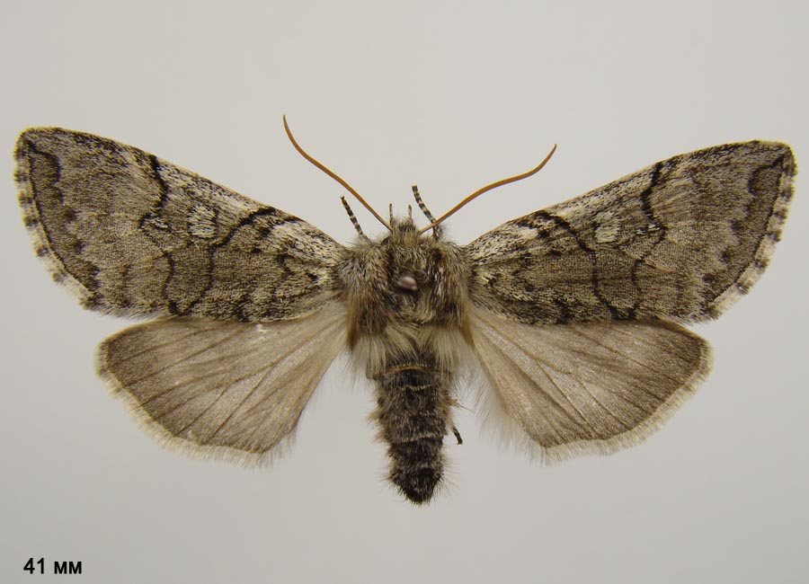 Achlya flavicornis - Пухоножка желтоусая