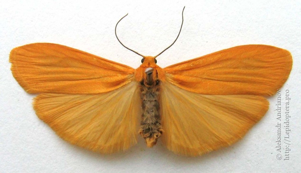 Eilema sororcula - Лишайница золотистая
