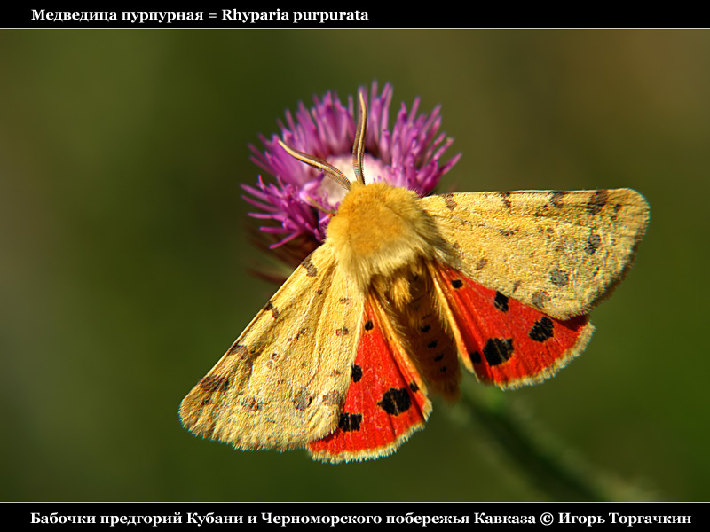 Rhyparia purpurata - Медведица пурпурная
