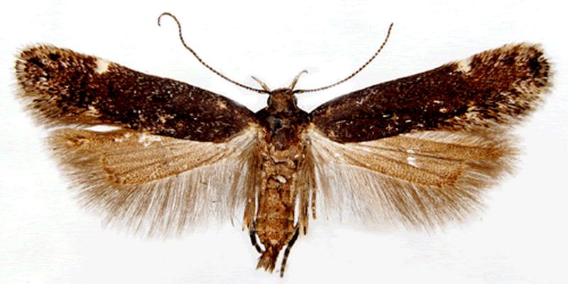 Aproaerema anthyllidella - Выемчатокрылая моль перелетниковая