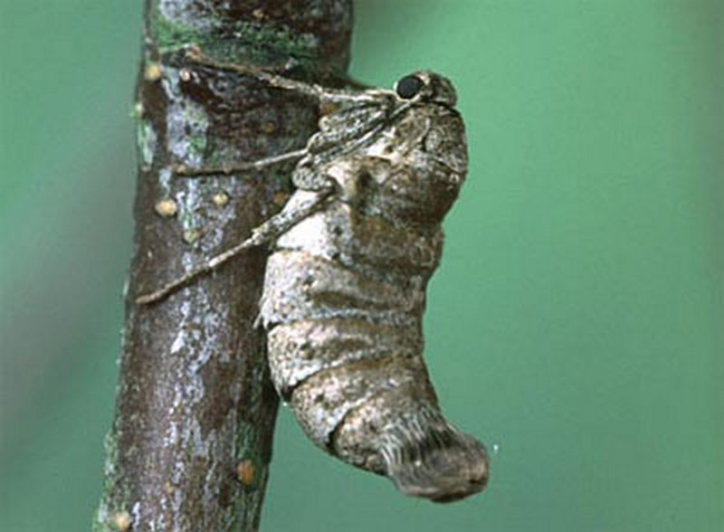 Alsophila aescularia - Пяденица вязовая, самка