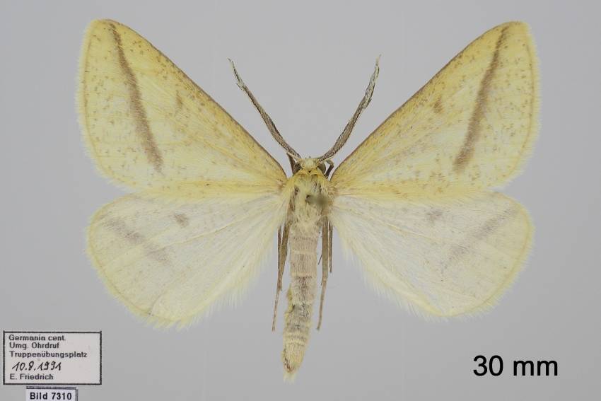 Aspitates gilvaria - Пяденица беспятнистая жёлтая