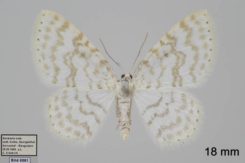 Asthena albulata - Пяденица погремковая
