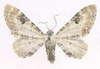 Eupithecia centaureata - Пяденица колокольчиковая