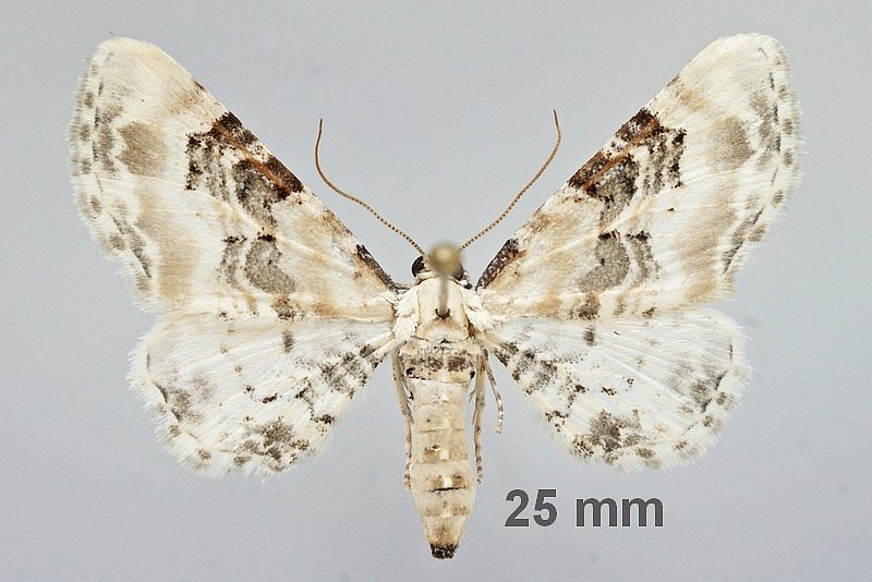 Eupithecia gratiosata - Пяденица цветочная беловатая