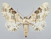 Eupithecia gratiosata - Пяденица цветочная беловатая