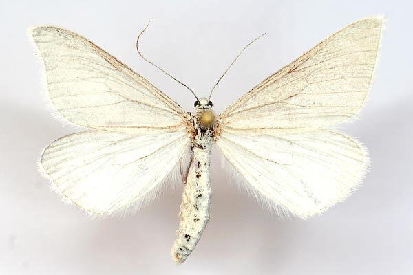Gypsochroa renitidata - Пяденица длинноногая белая