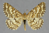 Heliomata glarearia - Пяденица желто-бурая гладконогая