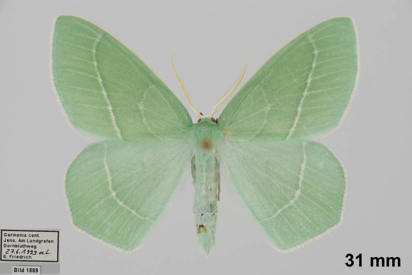 Hemistola chrysoprasaria - Пяденица зелёная малая