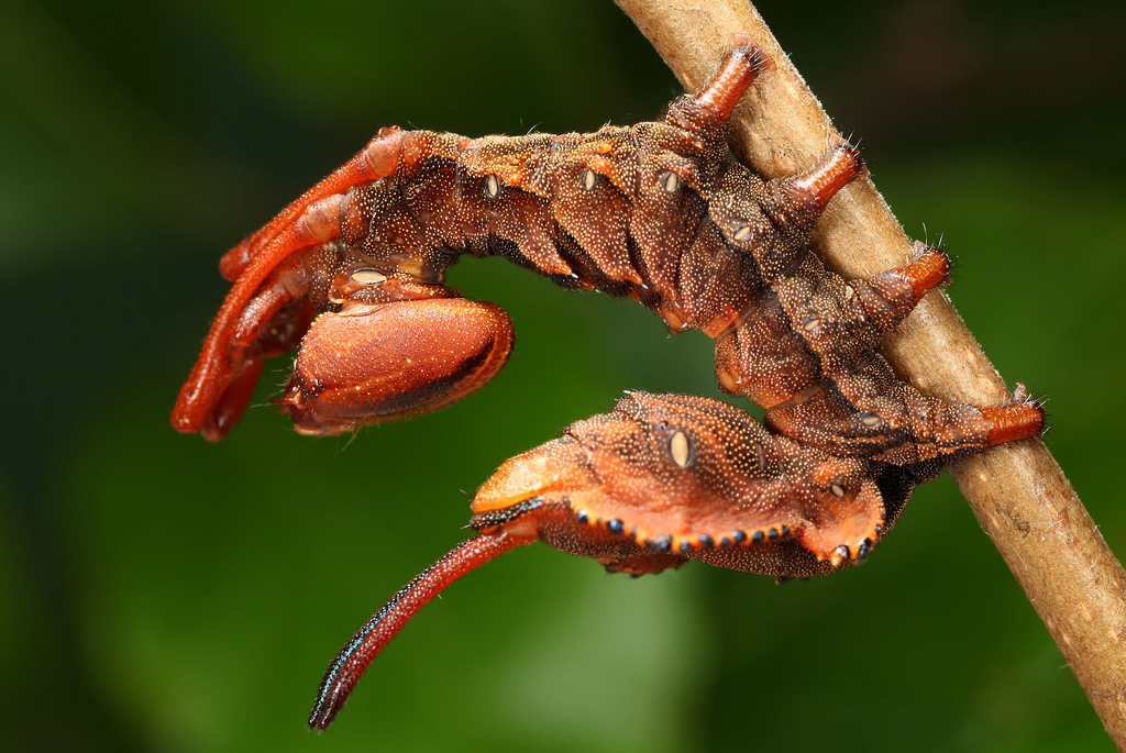 Stauropus fagi - Вилохвост буковый (гусеница)
