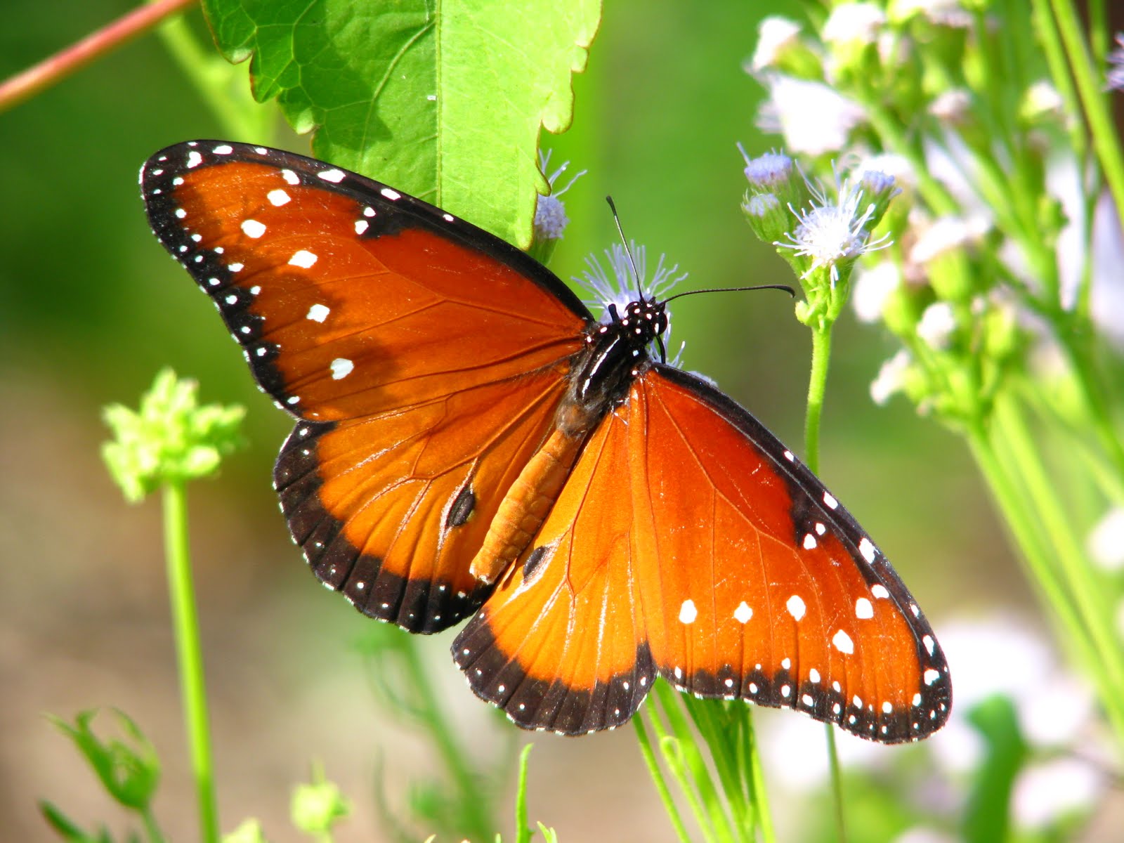 Danaus gilippus - бабочка королева