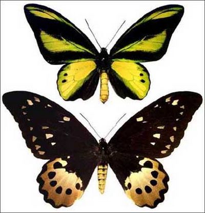Ornithoptera chimaera - Орнитоптера химера