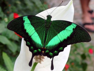 Papilio blumei - Парусник Блюме