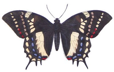 Papilio cacicus - Парусник кацик