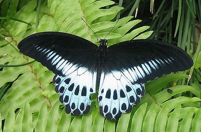 Papilio polymnestor - Парусник полимнестор