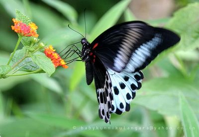 Papilio polymnestor - Парусник полимнестор