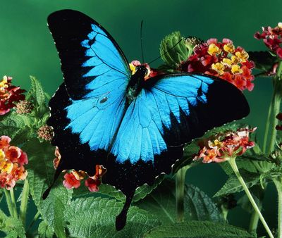 Papilio ulysses - Парусник Улисс