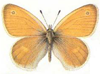 Coenonympha pamphilus - Сенница обыкновенная