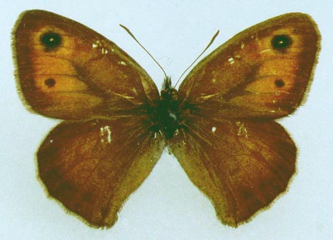 Hyponephele cadusina - Бархатница джунгарская (самец)